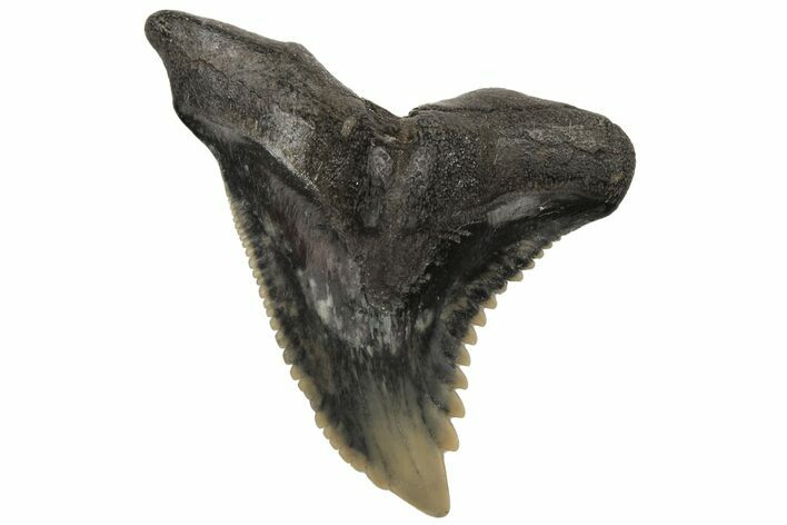 Snaggletooth Shark (Hemipristis) Tooth - Aurora, NC #237910